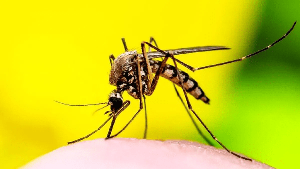 Dengue