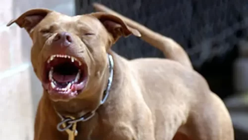 Pitbull