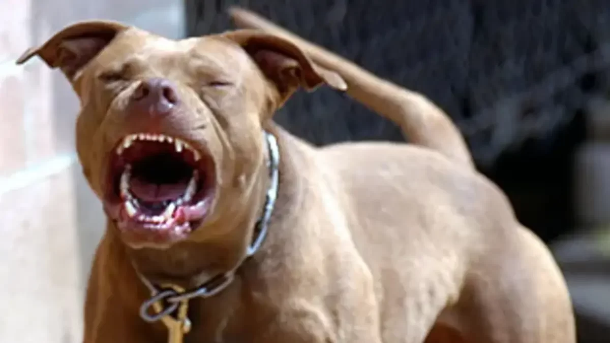 Pitbull