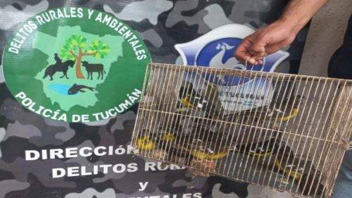 Aves