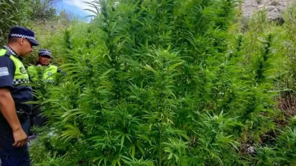 Marihuana
