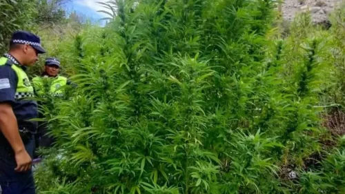 Marihuana