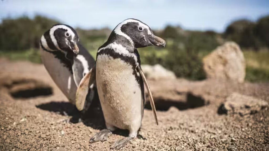 Pingüinos