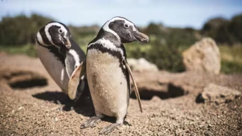Pingüinos