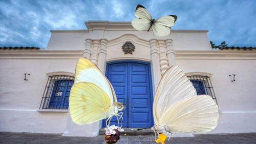 Mariposas blancas