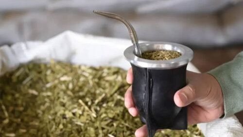 Yerba mate