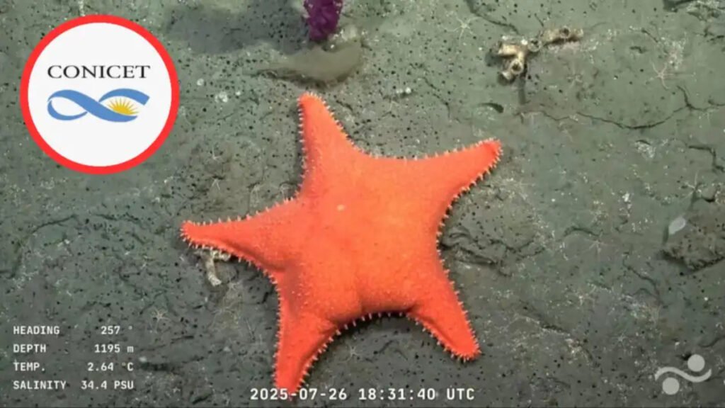 Estrella