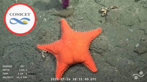 Estrella