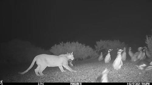 Pumas
