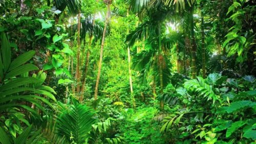 Bosques