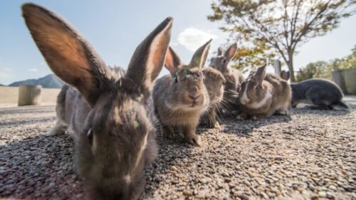 Okunoshima