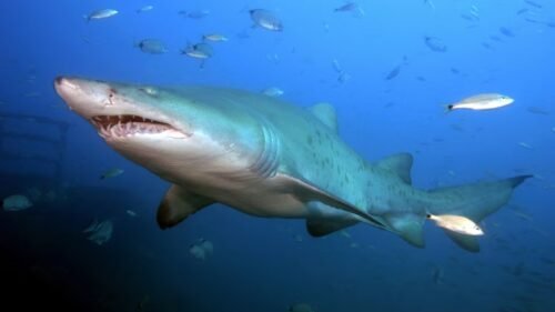 Tiburones