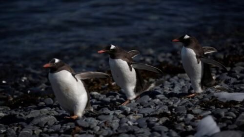 pingüinos