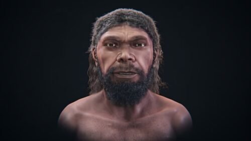 Homo sapiens