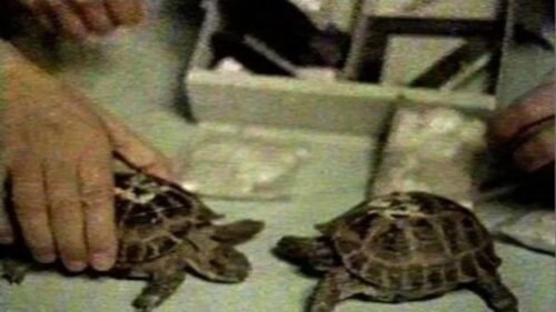 Tortugas