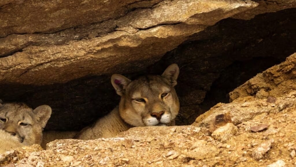 Pumas