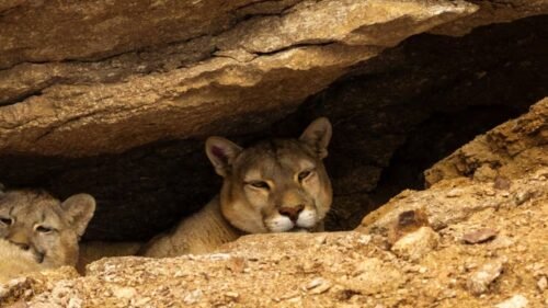 Pumas